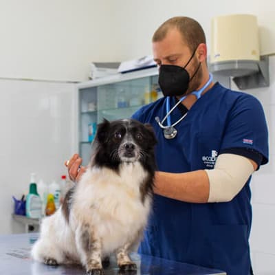 Principales servicios de nuestra clínica veterinaria