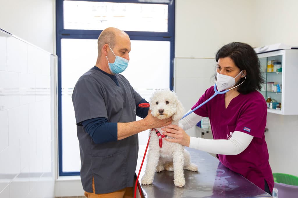 Veterinario cardiorrespiratorio en Ribadeo