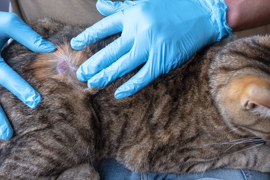 Veterinario dermatología en Ribadeo