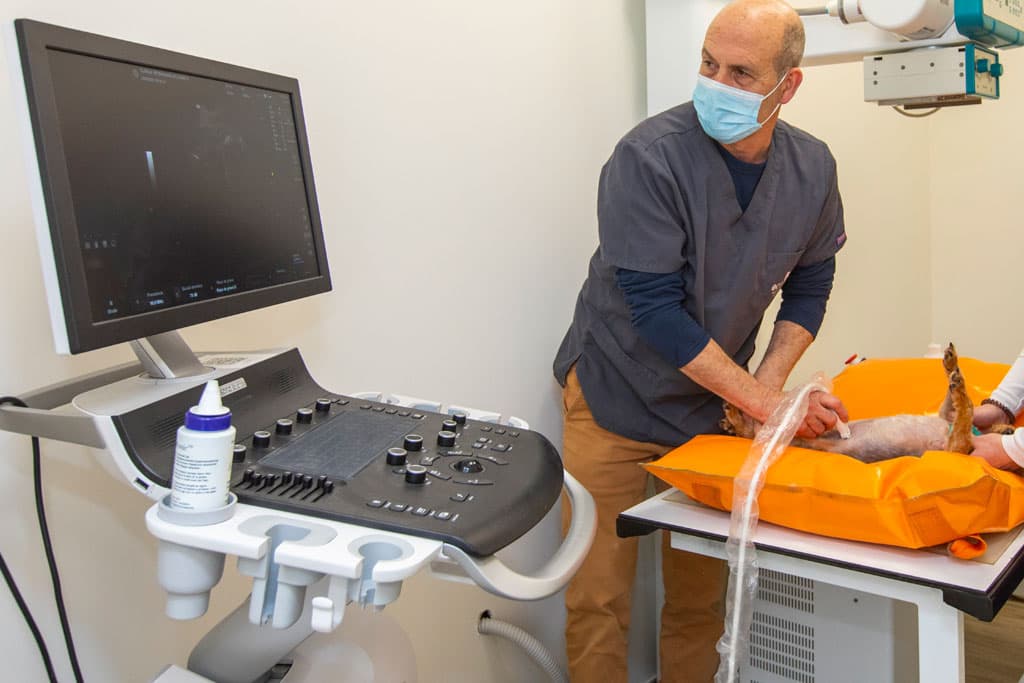 Veterinario digestivo en Ribadeo