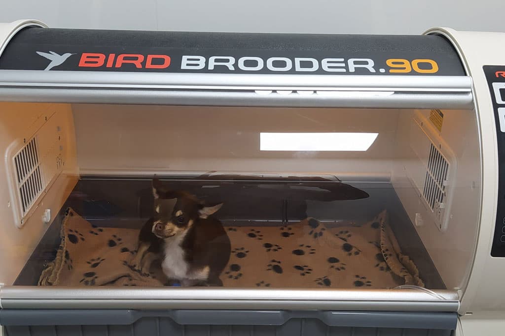 Veterinario hospitalización en Ribadeo