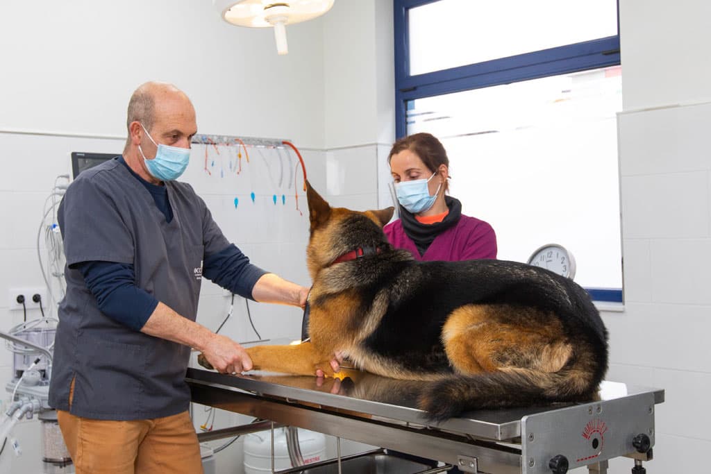 Veterinario traumatología en Ribadeo