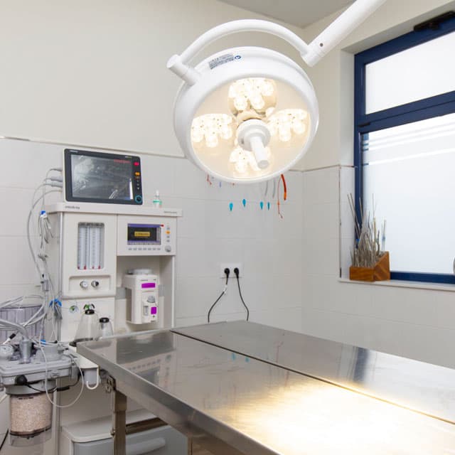 Veterinarios especializados en Ribadeo