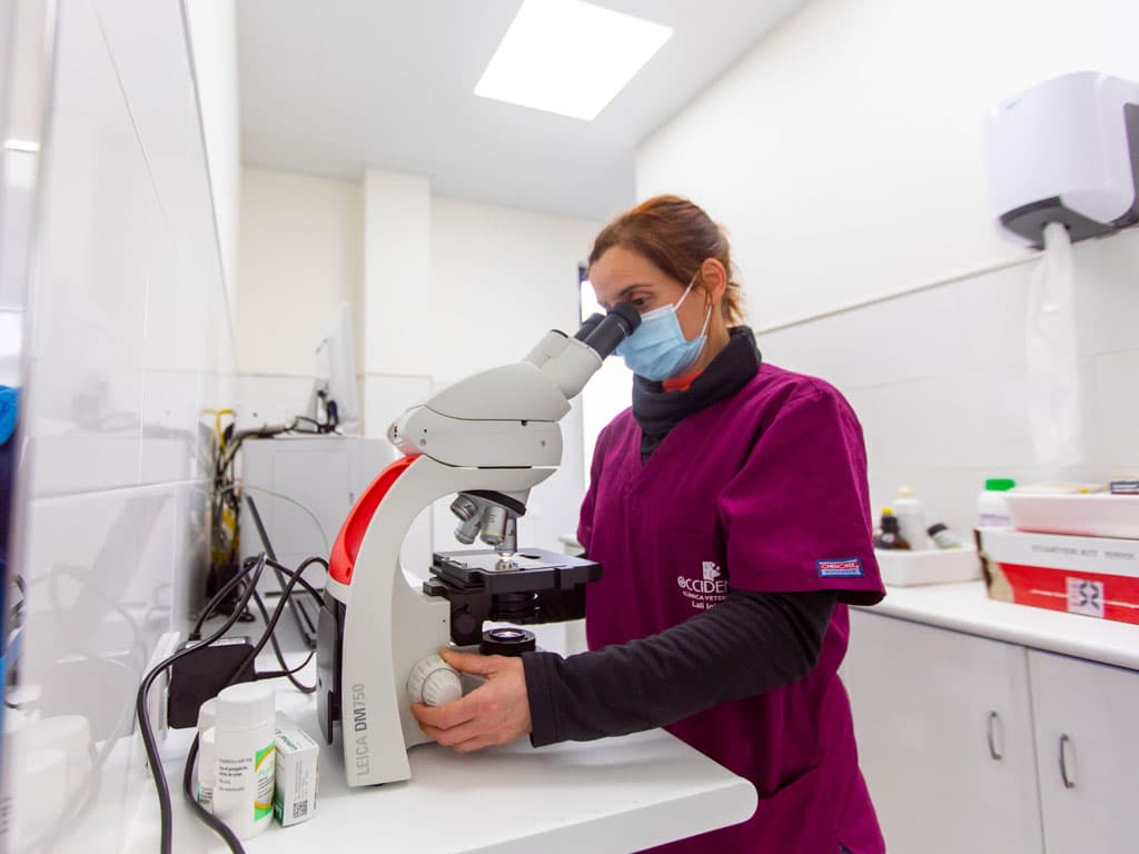 Expertos en medicina animal en Ribadeo