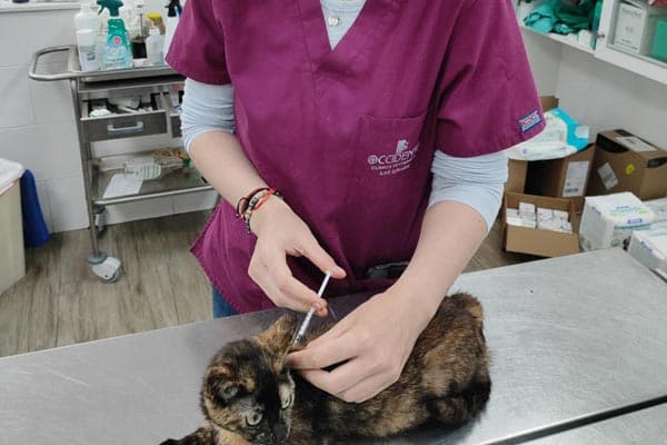 Vacunación e identificación animal