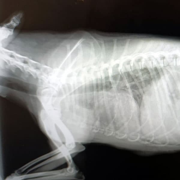 Servicio de diagnóstico por imagen para mascotas