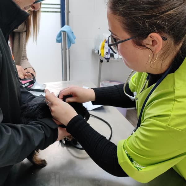 Clínica Veterinaria Occidente en Ribadeo