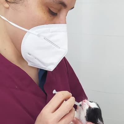 Principales servicios de nuestra clínica veterinaria