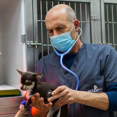 Principales servicios de nuestra clínica veterinaria