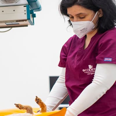 Principales servicios de nuestra clínica veterinaria