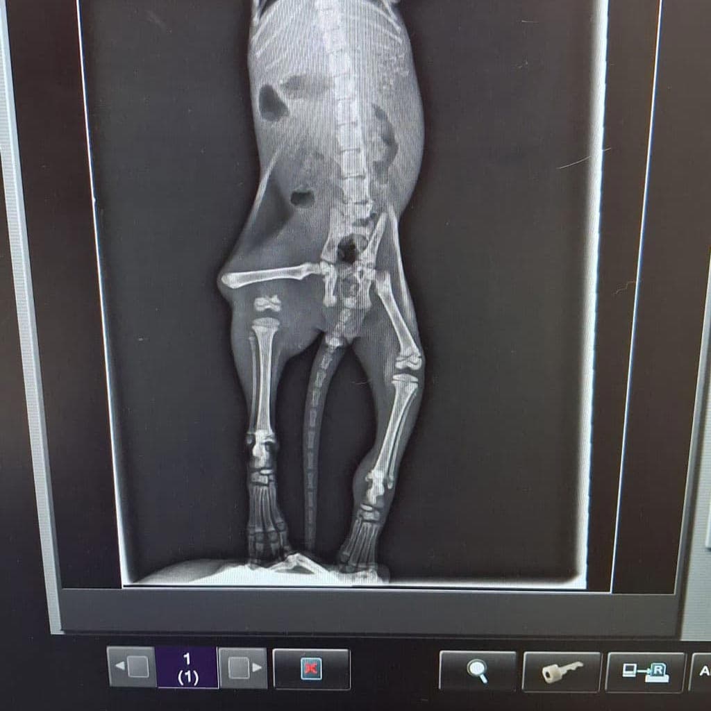 Especialistas en traumatología para mascotas