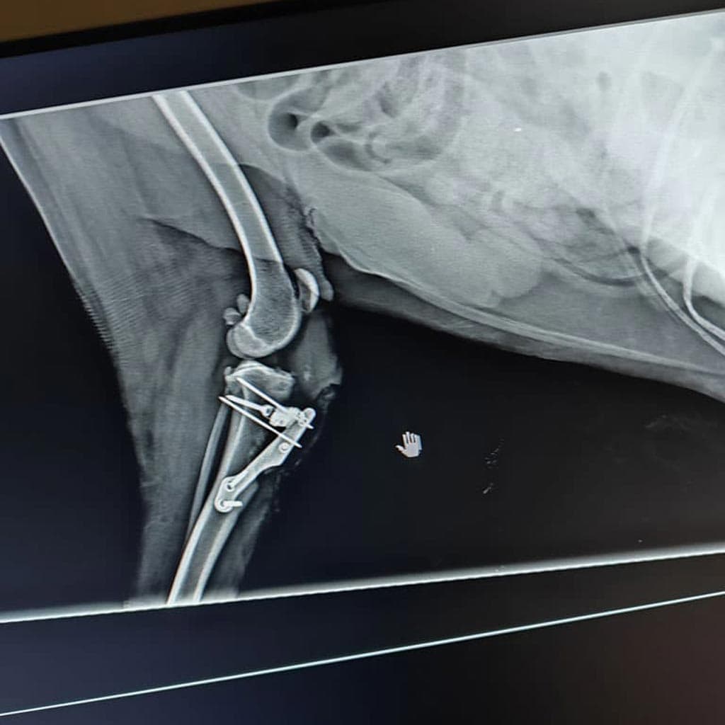 Especialistas en traumatología para mascotas