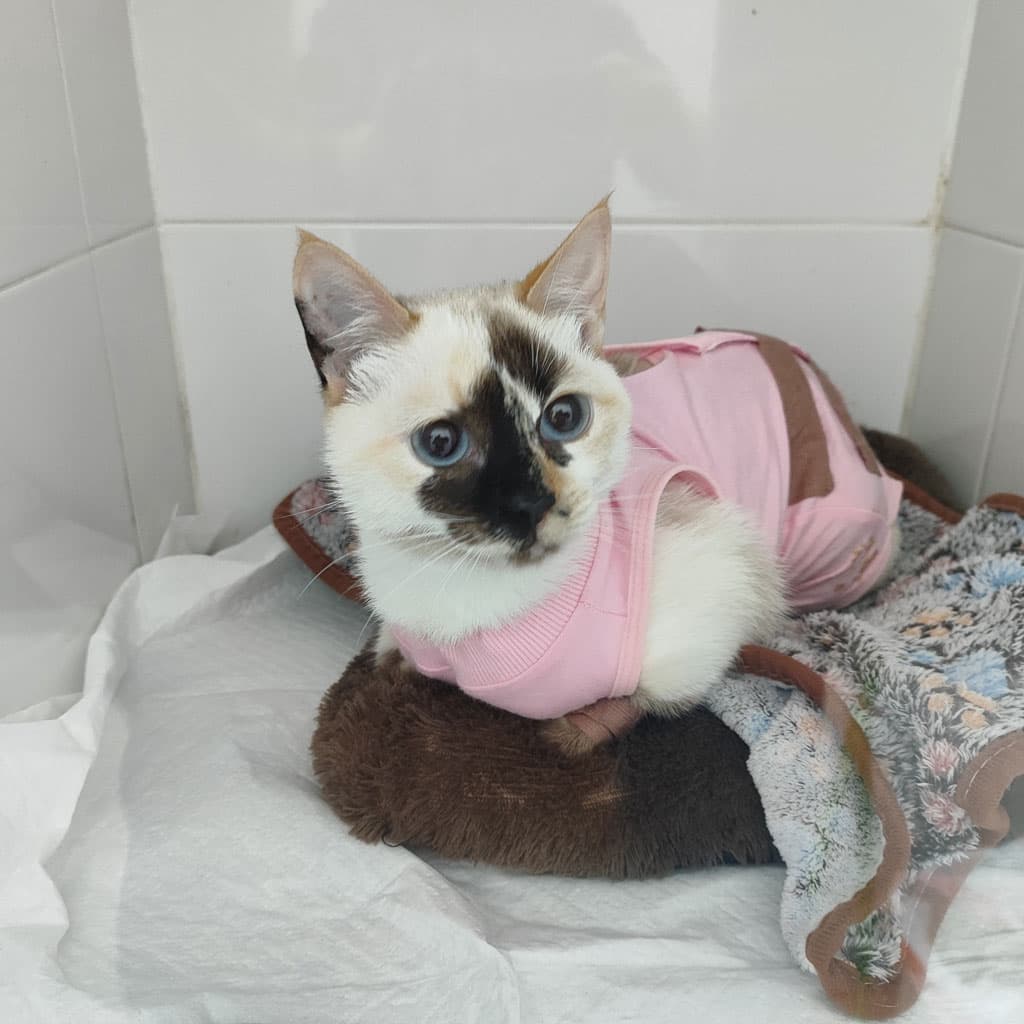 Hospitalización para perros y gatos