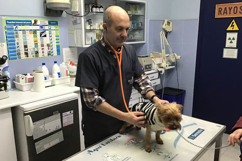 Medicina interna veterinaria avanzada