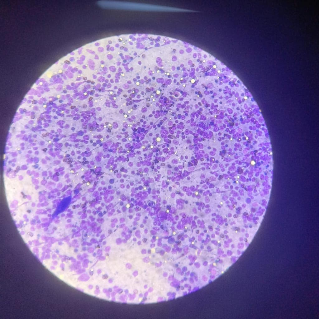 Medicina interna veterinaria avanzada