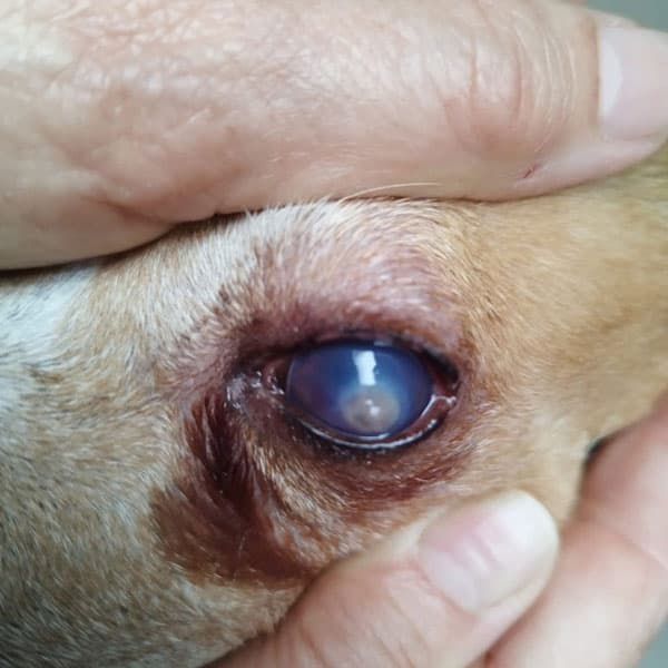 Cuidamos la salud ocular de su mascota