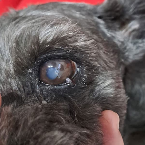 Cuidamos la salud ocular de su mascota