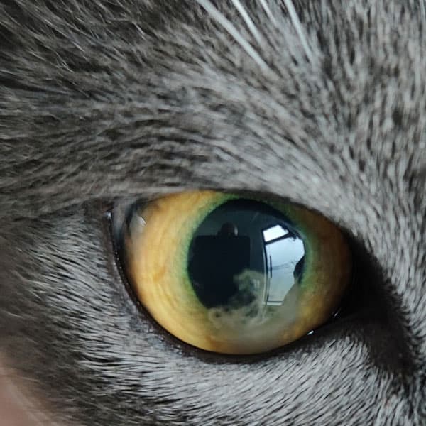Cuidamos la salud ocular de su mascota