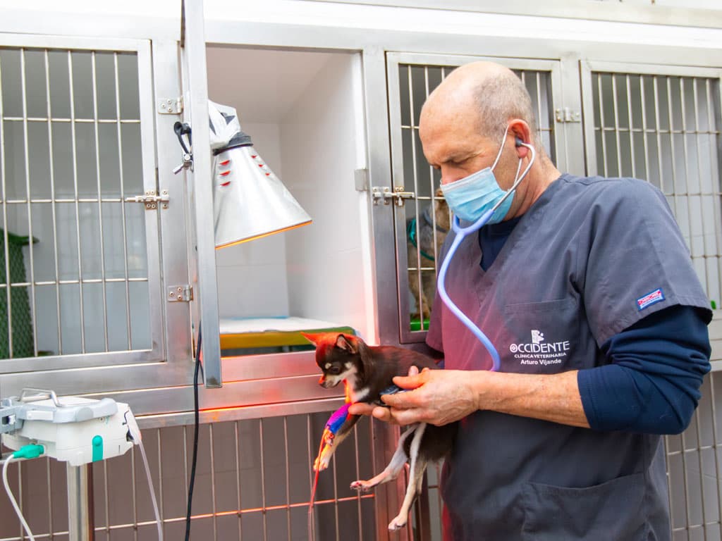 Tratamientos veterinarios en Ribadeo