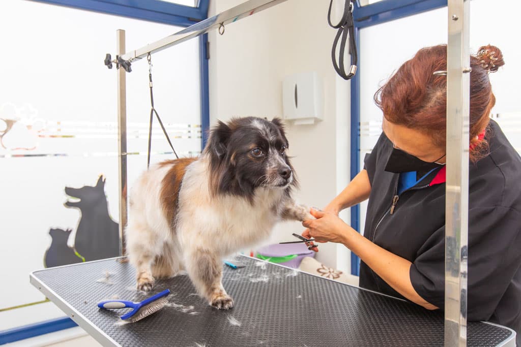 Veterinario peluquería en Ribadeo